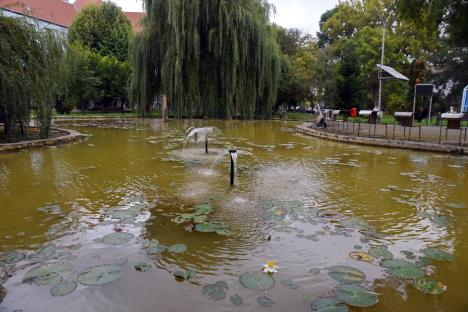 Nufăr reînviat: Cercetătorii Universităţii din Oradea au reuşit să aclimatizeze planta în campus (FOTO)