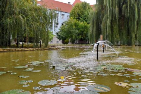 Nufăr reînviat: Cercetătorii Universităţii din Oradea au reuşit să aclimatizeze planta în campus (FOTO)