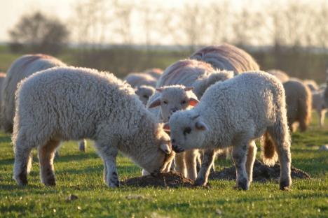 Hoţ de oi, prins în Sânnicolau Român: Fermierii din zonă sunt terorizaţi de furturile de ovine