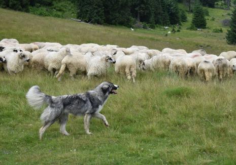 Au furat o turmă de oi! Un cioban din Burzuc şi fiul său au fost reţinuţi pentru furt calificat
