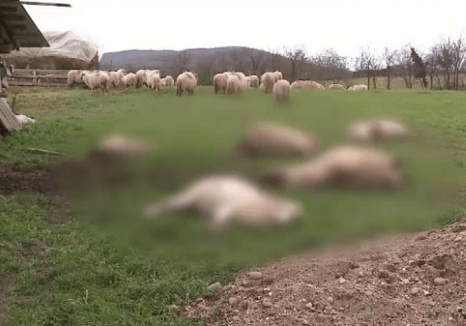 Atac al lupilor la o stână în Alparea: Fiarele au sfâşiat oile unui localnic!