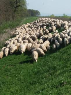„Oierie” cu Dume: Sub ochii șefilor ABA Crişuri, sute de kilometri de diguri au devenit... păşuni pentru oi (FOTO)