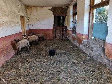 O fostă şcoală dintr-un sat din Bihor a devenit... staul de oi