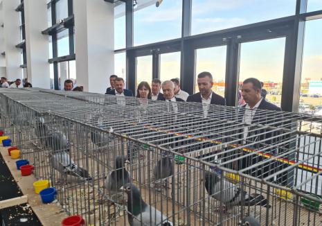 A început Olimpiada Porumbeilor Voiajori: Sute de păsări campioane din 30 ţări pot fi admirate în Oradea Arena (FOTO/VIDEO)