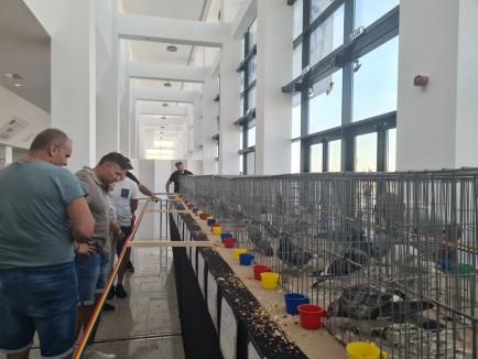 A început Olimpiada Porumbeilor Voiajori: Sute de păsări campioane din 30 ţări pot fi admirate în Oradea Arena (FOTO/VIDEO)