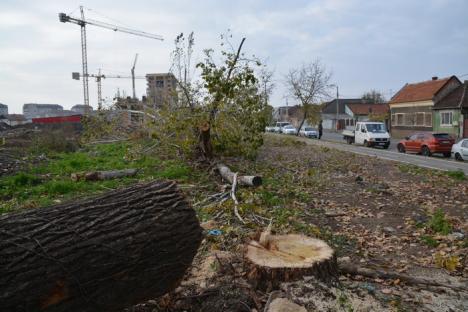 Zeci de copaci de pe strada Oneştilor, puşi la pământ de dragul viitorului cartier rezidenţial (FOTO/VIDEO)