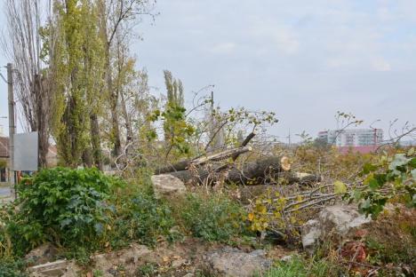 Zeci de copaci de pe strada Oneştilor, puşi la pământ de dragul viitorului cartier rezidenţial (FOTO/VIDEO)