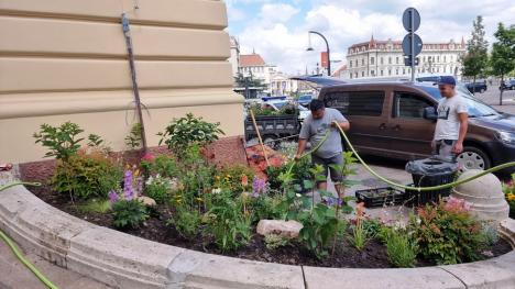 „Oradea in bloom”: Primăria decorează centrul orașului cu flori și ghivece suspendate de 45.000 de euro (FOTO)