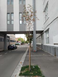 Oradea verde... și nu prea: Primăria cumpără mii de puieți, fără a ști unde vor fi puși și dacă sunt soiurile potrivite (FOTO)