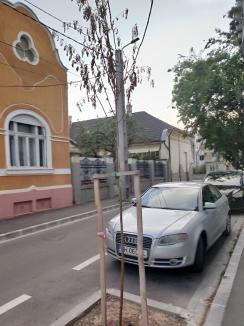 Oradea verde... și nu prea: Primăria cumpără mii de puieți, fără a ști unde vor fi puși și dacă sunt soiurile potrivite (FOTO)