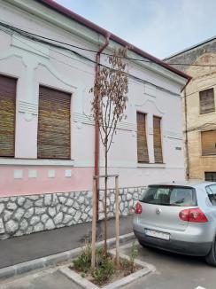 Oradea verde... și nu prea: Primăria cumpără mii de puieți, fără a ști unde vor fi puși și dacă sunt soiurile potrivite (FOTO)