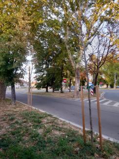 Oradea verde... și nu prea: Primăria cumpără mii de puieți, fără a ști unde vor fi puși și dacă sunt soiurile potrivite (FOTO)