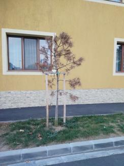 Oradea verde... și nu prea: Primăria cumpără mii de puieți, fără a ști unde vor fi puși și dacă sunt soiurile potrivite (FOTO)