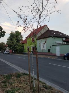 Oradea verde... și nu prea: Primăria cumpără mii de puieți, fără a ști unde vor fi puși și dacă sunt soiurile potrivite (FOTO)