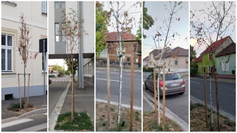 Oradea verde... și nu prea: Primăria cumpără mii de puieți, fără a ști unde vor fi puși și dacă sunt soiurile potrivite (FOTO)