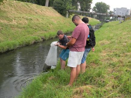 Poluatorul plăteşte: După ce a deversat ape uzate în Peţa, OTL a populat pârâul cu 5.000 de puieţi de clean (FOTO / VIDEO)