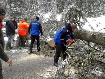 Zona Boga-Padiş a rămas fără curent, din cauza unui copac căzut peste cablurile de energie electrică