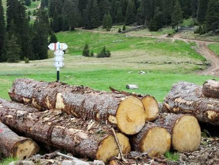 Imagini revoltătoare în Apuseni: Cum distrug tăietorii de lemne o arie protejată (FOTO)