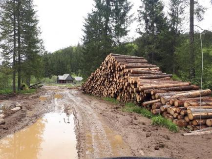 Imagini revoltătoare în Apuseni: Cum distrug tăietorii de lemne o arie protejată (FOTO)