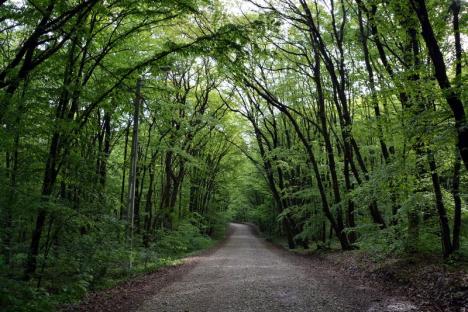 Luna plantării arborilor: Peste 110 hectare de terenuri vor fi împădurite de Direcţia Silvică Bihor