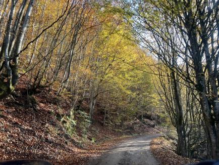 A fost adoptat noul Cod Silvic: acces neîngrădit în păduri, vehiculele cu lemne furate vor fi confiscate și se înființează Registrul Forestier Național