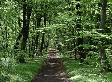 Un tânăr de 31 de ani s-a spânzurat, într-o pădure de lângă Oradea. Avea doi copii mici, dintre care unul grav bolnav