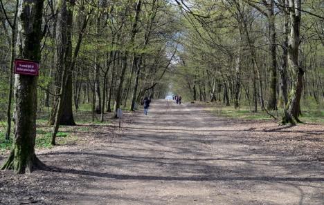 Primăria Sânmartin vrea să preia de la Romsilva pădurea din Felix, ca să o transforme în parc de aventură