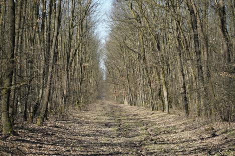 Ai un teren și vrei să obții bani pentru împădurire? Specialiștii Universității din Oradea te învață cum