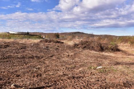 Muncă în zadar: O mică pădure plantată cu tam-tam de Primăria Oradea și Direcția Silvică s-a uscat complet (FOTO)