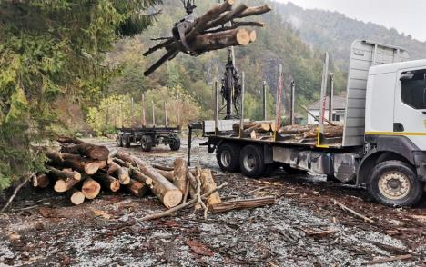 Păduri tăiate ilegal: Garda Forestieră Oradea a confiscat 130 metri cubi de lemne în două săptămâni