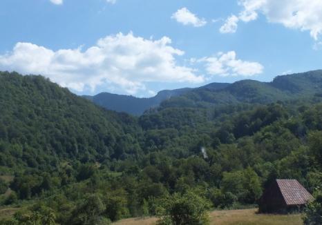 Romsilva: Avem 2,32 milioane ha de pădure certificate, una din cele mai mari suprafeţe din Europa