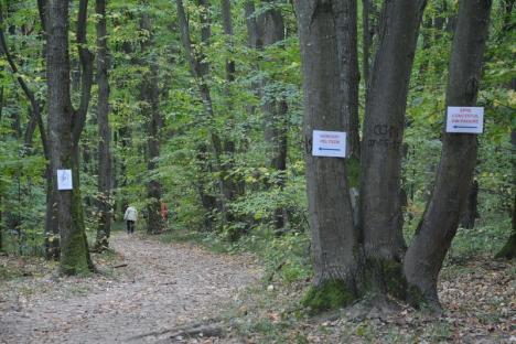 A 'cântat' pădurea din Băile 1 Mai (FOTO / VIDEO)