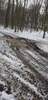 Ne enervează: Pădurea din Felix, distrusă de şoferii cu ATV-uri şi plină cu gunoaie (FOTO)
