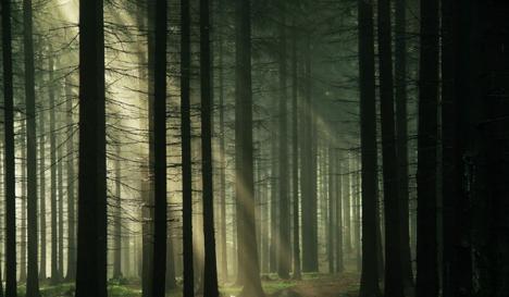 Una din cele mai bântuite păduri din lume este în România