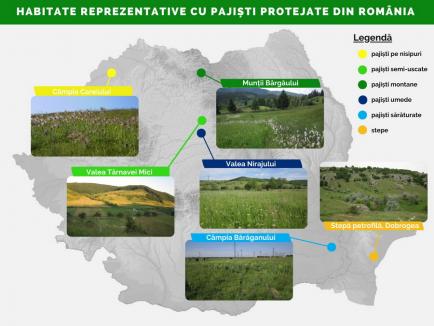 Pajiştile, pe cale de dispariţie: În 12 ani, România a pierdut pajişti pe o suprafaţă cât Oradea şi alte trei oraşe mari laolaltă