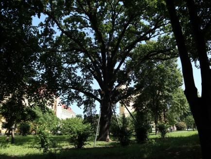 Palatul Baroc din Oradea îşi recapătă strălucirea: A început montarea blazonului episcopal, grădina biblică poate fi vizitată (FOTO/ VIDEO)