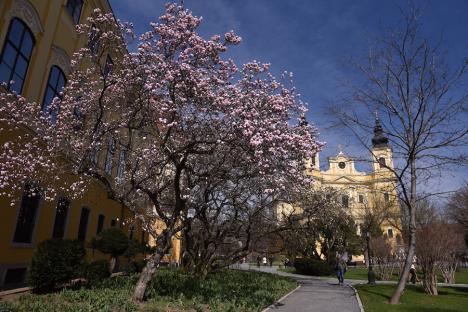 Fața orașului: Înflorește curtea Palatului Baroc din Oradea! (FOTO)