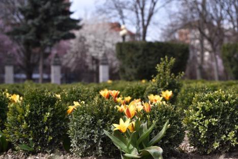 Fața orașului: Înflorește curtea Palatului Baroc din Oradea! (FOTO)