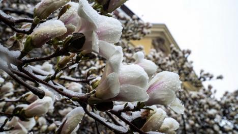 Zăpada mieilor: Bihorenii s-au trezit cu grădinile „albite”. La munte, este cod galben de ninsoare! (FOTO)