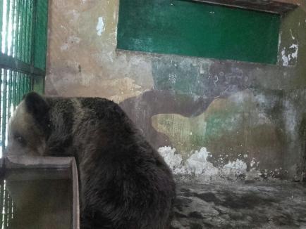 Ursoaica Pamela, 'pensionată' de la Zoo Oradea la rezervaţia de la Zărneşti (FOTO)