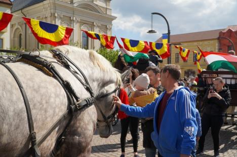 Parada atelajelor trase de cai a făcut senzație în centrul Oradiei (FOTO/VIDEO)