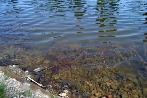 Prădător sau neglijenţă? Zeci de peşti morţi au fost adunaţi din lacul amenajat în Parcul Salca (FOTO)