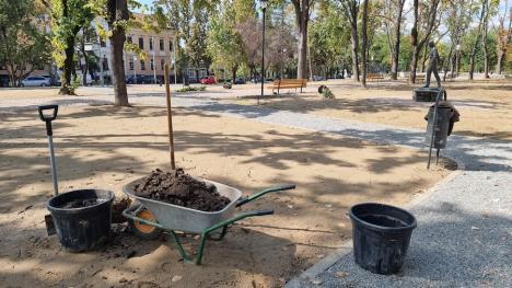 Au început plantările în parcul Petőfi: Vor fi sădiți aproape 200 de copaci (FOTO)