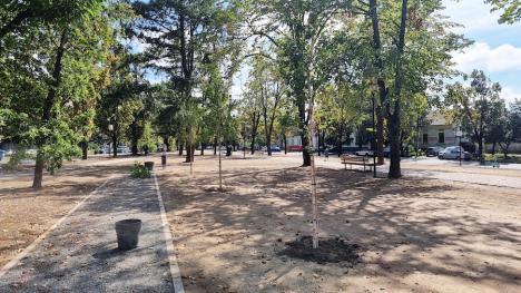 Au început plantările în parcul Petőfi: Vor fi sădiți aproape 200 de copaci (FOTO)