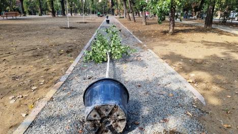 Au început plantările în parcul Petőfi: Vor fi sădiți aproape 200 de copaci (FOTO)