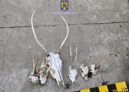Anchetă de amploare în Bihor: 17 suspecți de braconaj percheziționați, peste 100 de trofee și 48 de arme ridicate (FOTO)