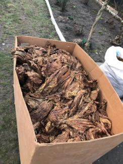 15 tone de tutun au fost confiscate şi 60 de persoane duse la audieri în urma percheziţiilor făcute inclusiv în Bihor la contrabandişti (FOTO)