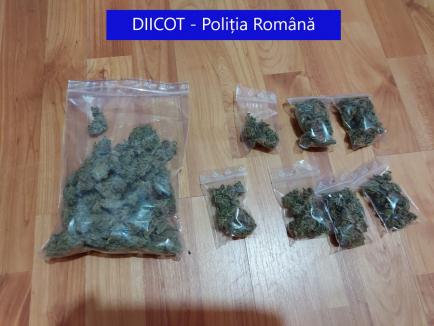 Flagrant în Oradea: Peste 1 kilogram de cannabis ridicat, două persoane au fost reținute (FOTO)