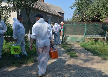 Două noi focare de pestă porcină africană în Bihor, după ce au fost stinse celelalte 20