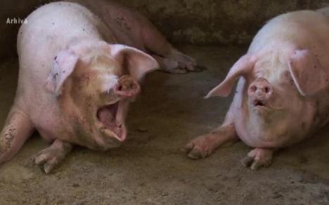 S-a confirmat! Cea mai mare fabrică de porci din România, a doua din Europa, 'prădată' de pesta porcină. 140.000 de porci vor fi omorâţi!